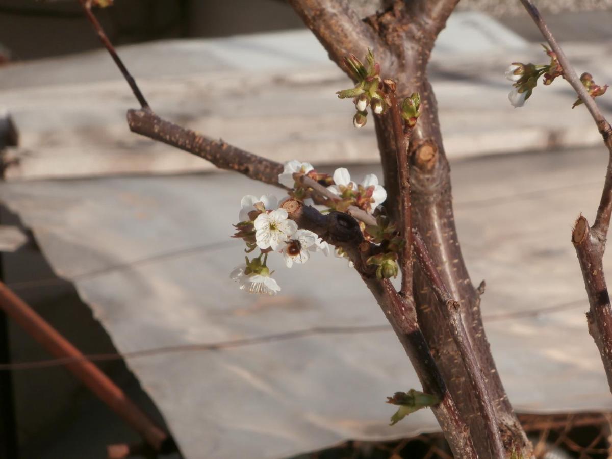 Apartments In House Silent Nature ซันดันสกี ภายนอก รูปภาพ